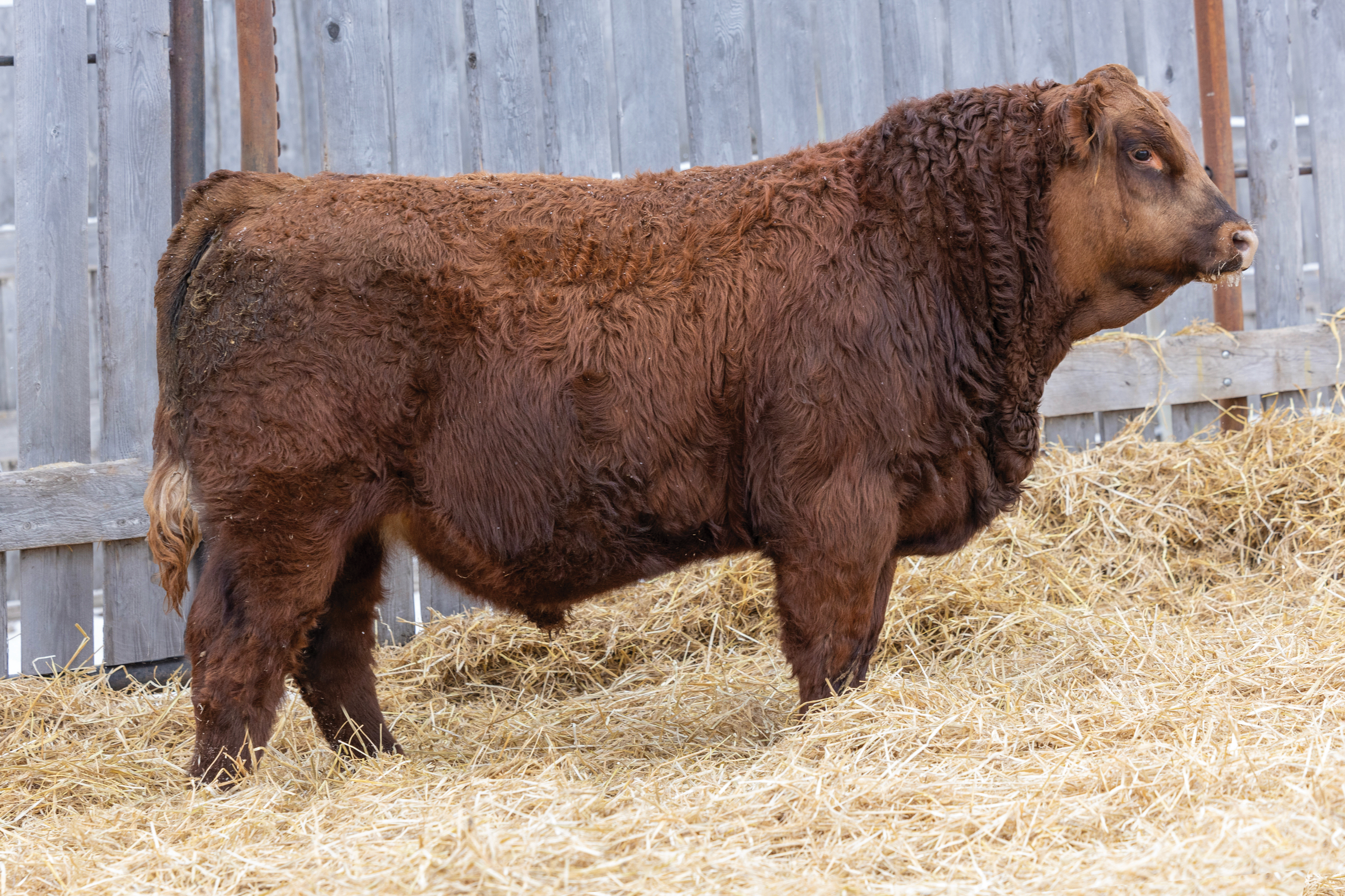 Yearling Bull